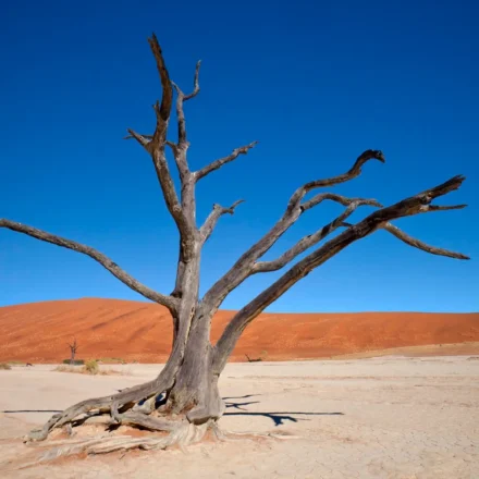 Haitians face record hunger as gang violence grips country in throes of economic crisis